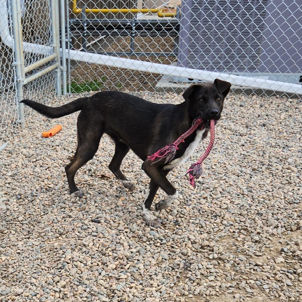 Ember, a Adoptable mixed breed in North Battleford, SK image 5/6