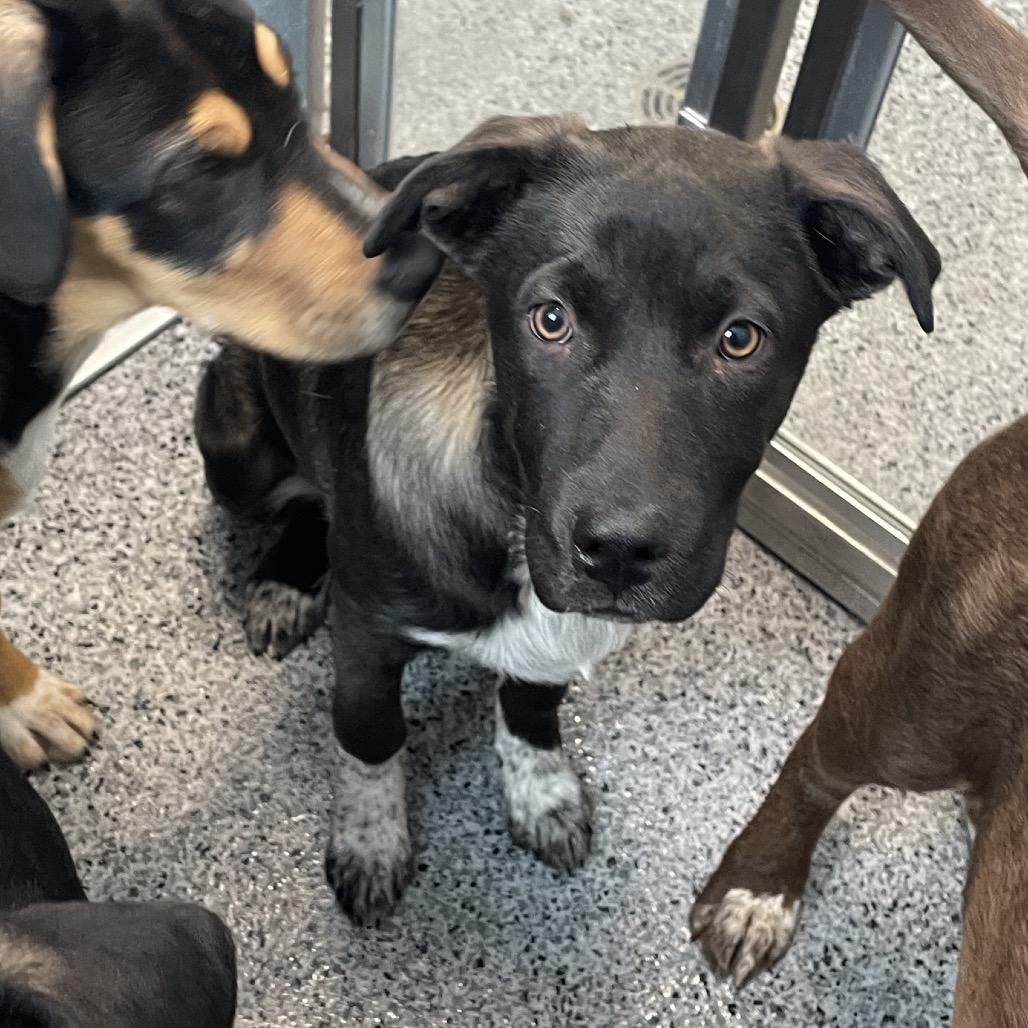 Enlarge Ember, a Adoptable mixed breed in North Battleford, SK image 6/6