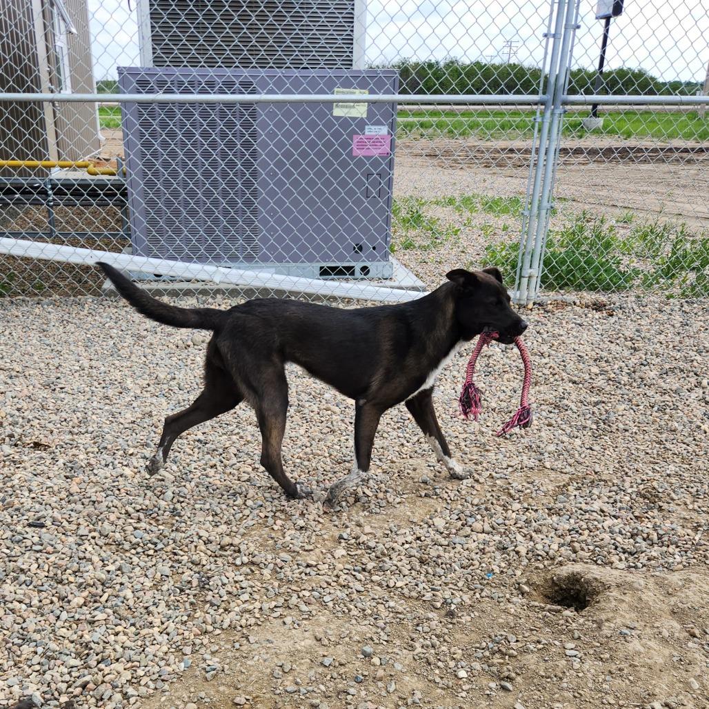 Ember, a Adoptable mixed breed in North Battleford, SK image 6/6