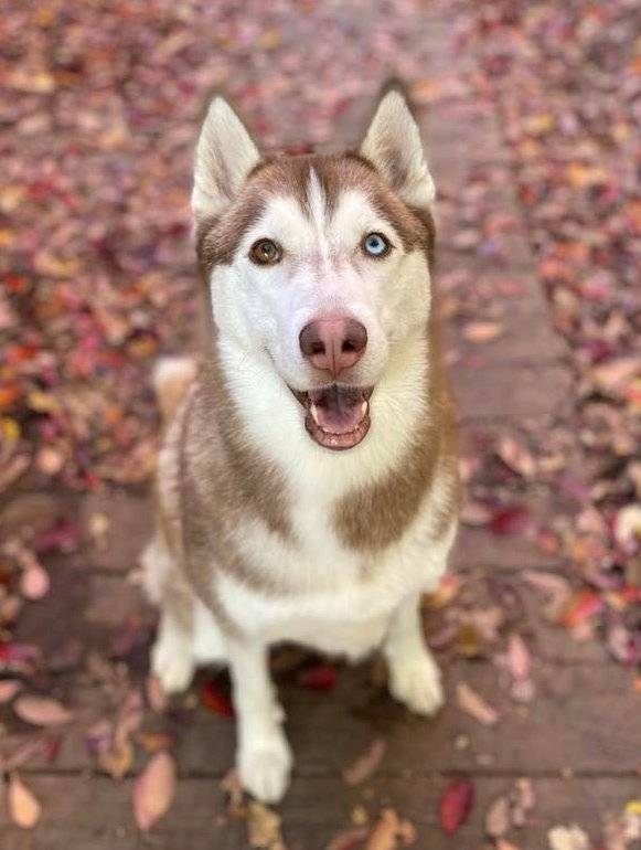 Amtrak, Adoptable, Adult Male Siberian Husky.