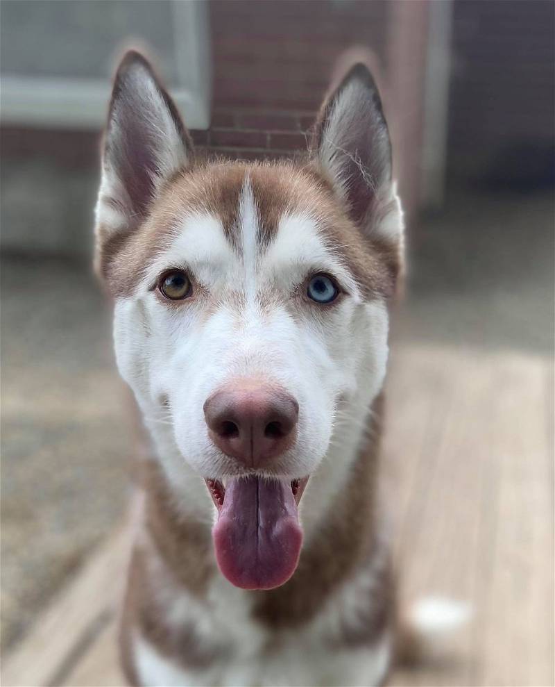 Amtrak, a Adoptable Siberian Husky in Matawan, NJ image 2/4