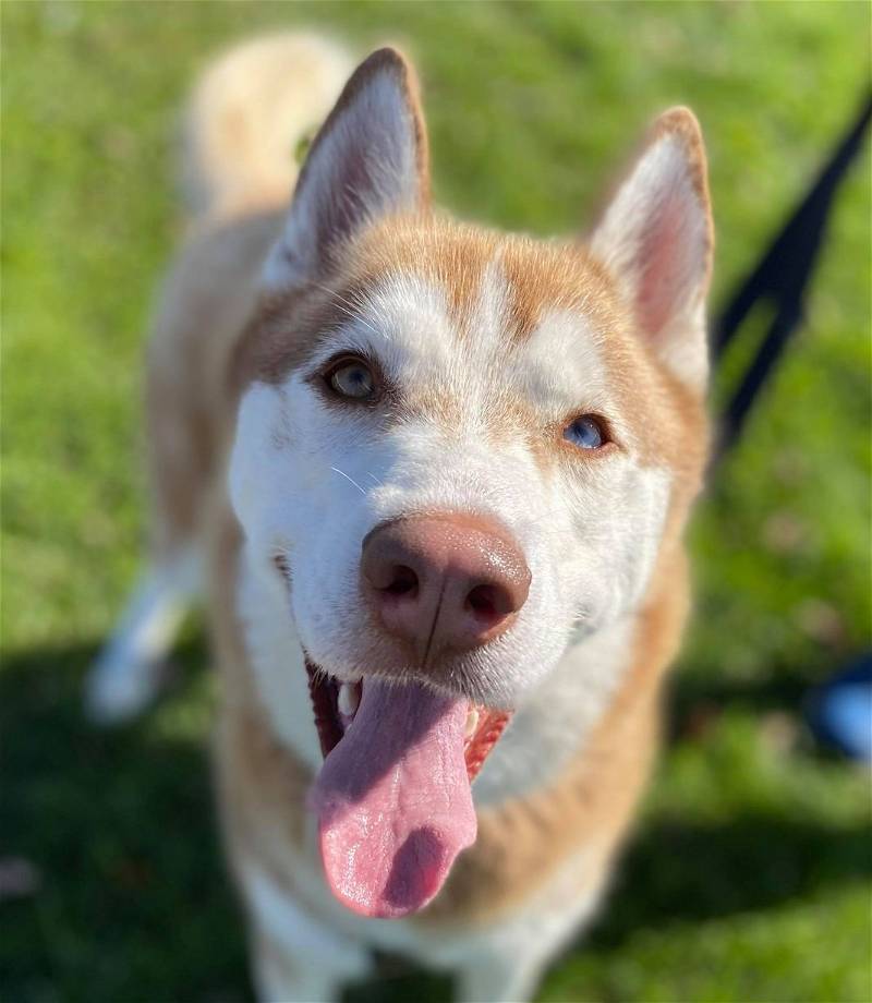 Amtrak, a Adoptable Siberian Husky in Matawan, NJ image 3/4