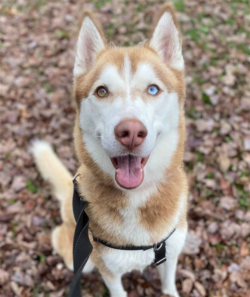 Amtrak, a Adoptable Siberian Husky in Matawan, NJ image 4/4