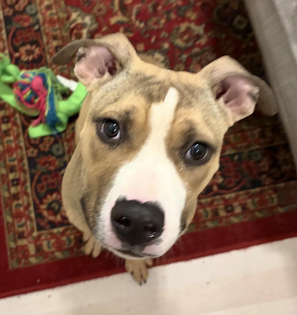 Bisbee, adopted, Puppy Male Pit Bull Terrier.
