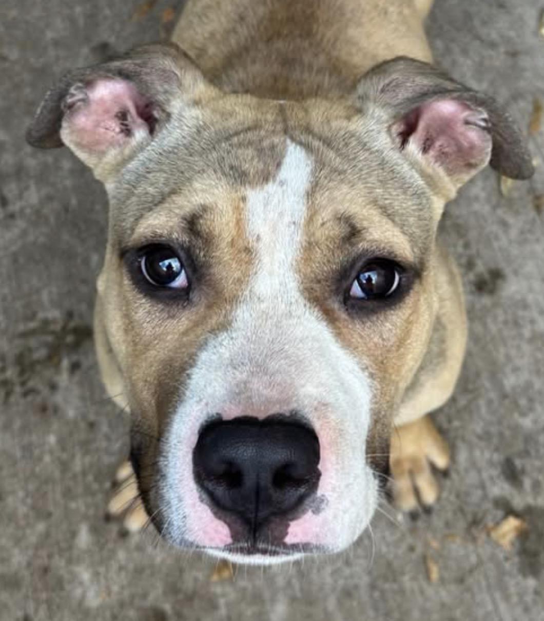 Bisbee, an adopted Pit Bull Terrier in Naperville, IL image 3/3
