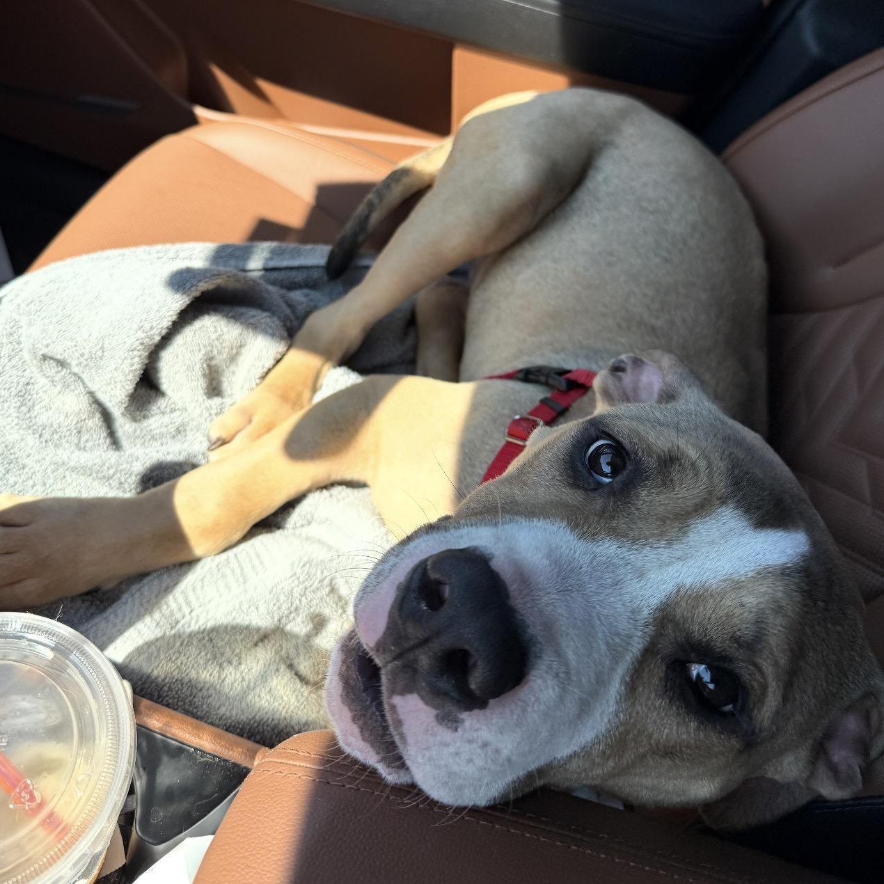 Bisbee, an adopted Pit Bull Terrier in Naperville, IL image 2/3