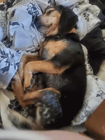 Pooter, a Adoptable Beagle in West Decatur, PA image 2/4