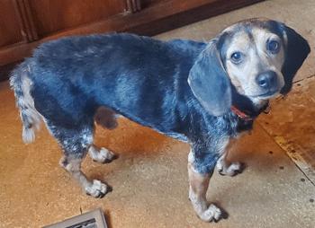 Pooter, a Adoptable Beagle in West Decatur, PA image 1/4