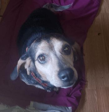 Pooter, a Adoptable Beagle in West Decatur, PA image 3/4