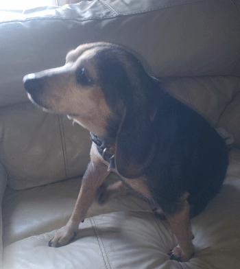 Pooter, a Adoptable Beagle in West Decatur, PA image 4/4
