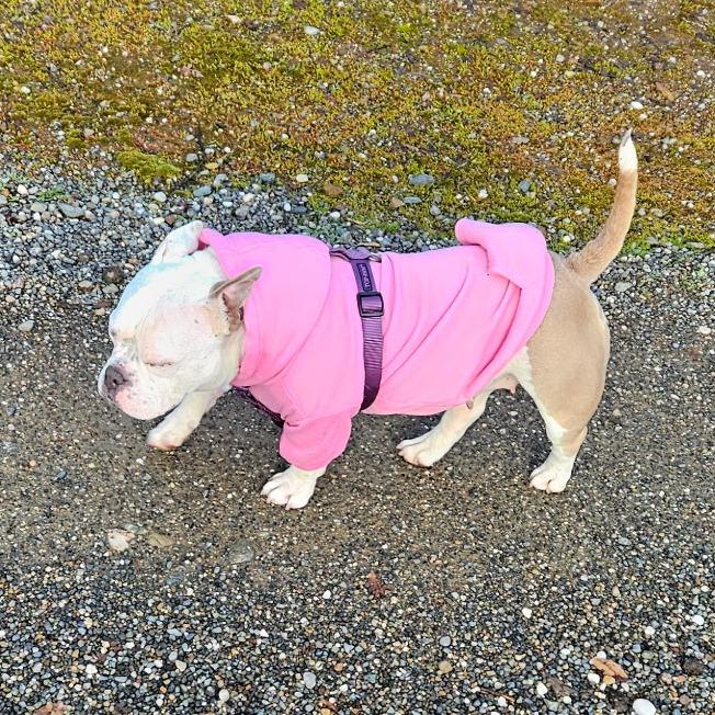 Winnie, Adoptable, Adult Female American Bulldog & Mixed Breed.