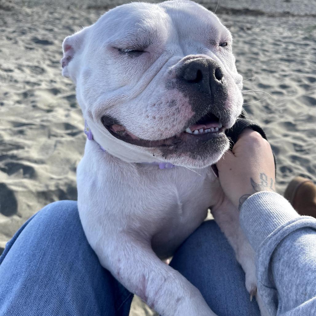 Enlarge Winnie, a Adoptable mixed breed in Sacramento, CA image 2/6