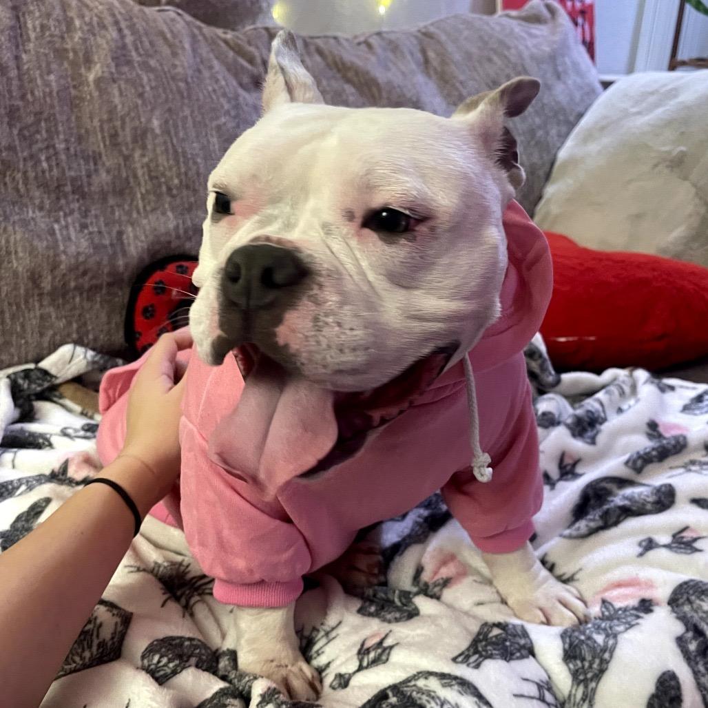 Enlarge Winnie, a Adoptable mixed breed in Sacramento, CA image 3/6