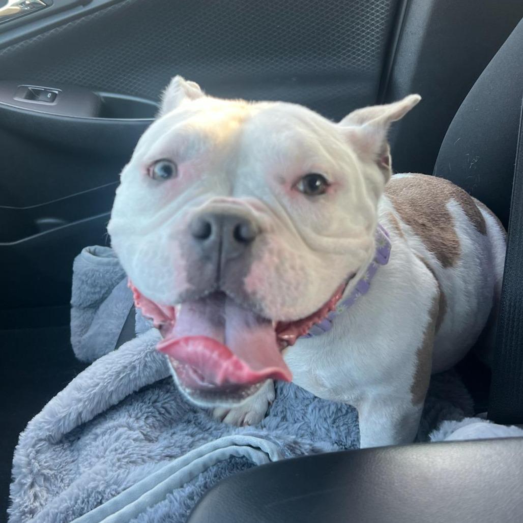 Enlarge Winnie, a Adoptable mixed breed in Sacramento, CA image 4/6