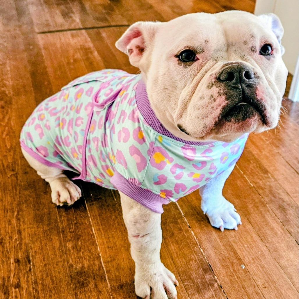 Enlarge Winnie, a Adoptable mixed breed in Sacramento, CA image 5/6