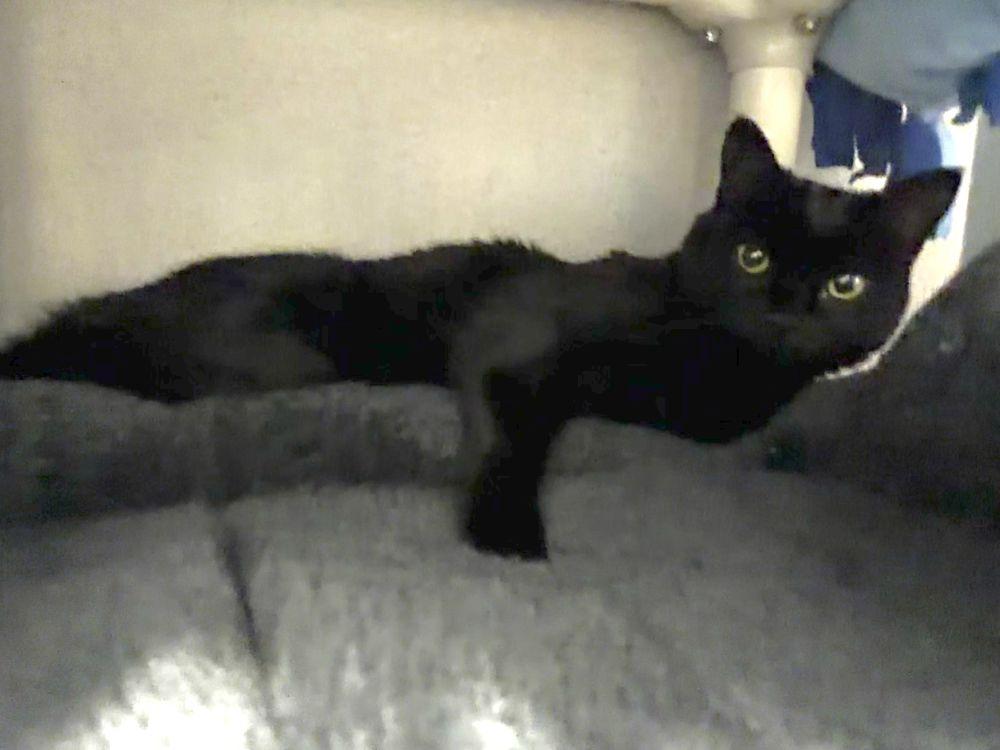 Enlarge Stardust, a Adoptable Domestic Short Hair in Alexandria, VA image 1/1