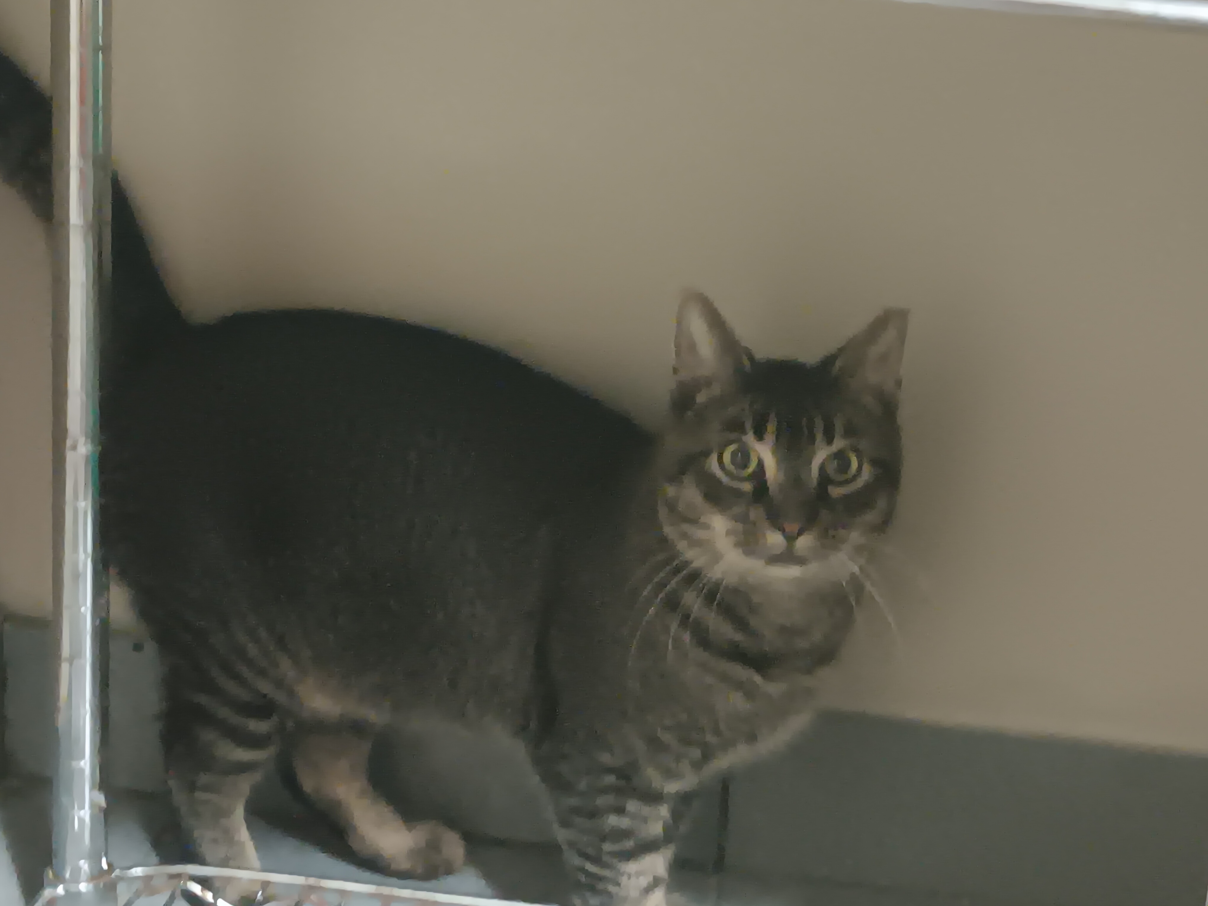 Enlarge Kitten needs Barn home, a Adoptable Domestic Short Hair in Berkeley Heights, NJ image 1/1