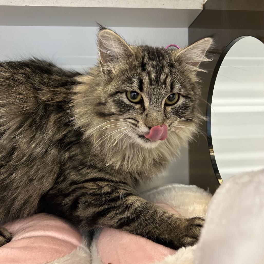 Crysta, Adoptable, Young Female Domestic Medium Hair.