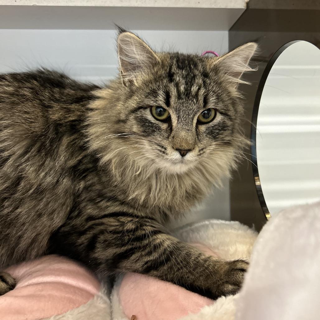 Crysta, a Adoptable Domestic Medium Hair in Park City, UT image 2/2