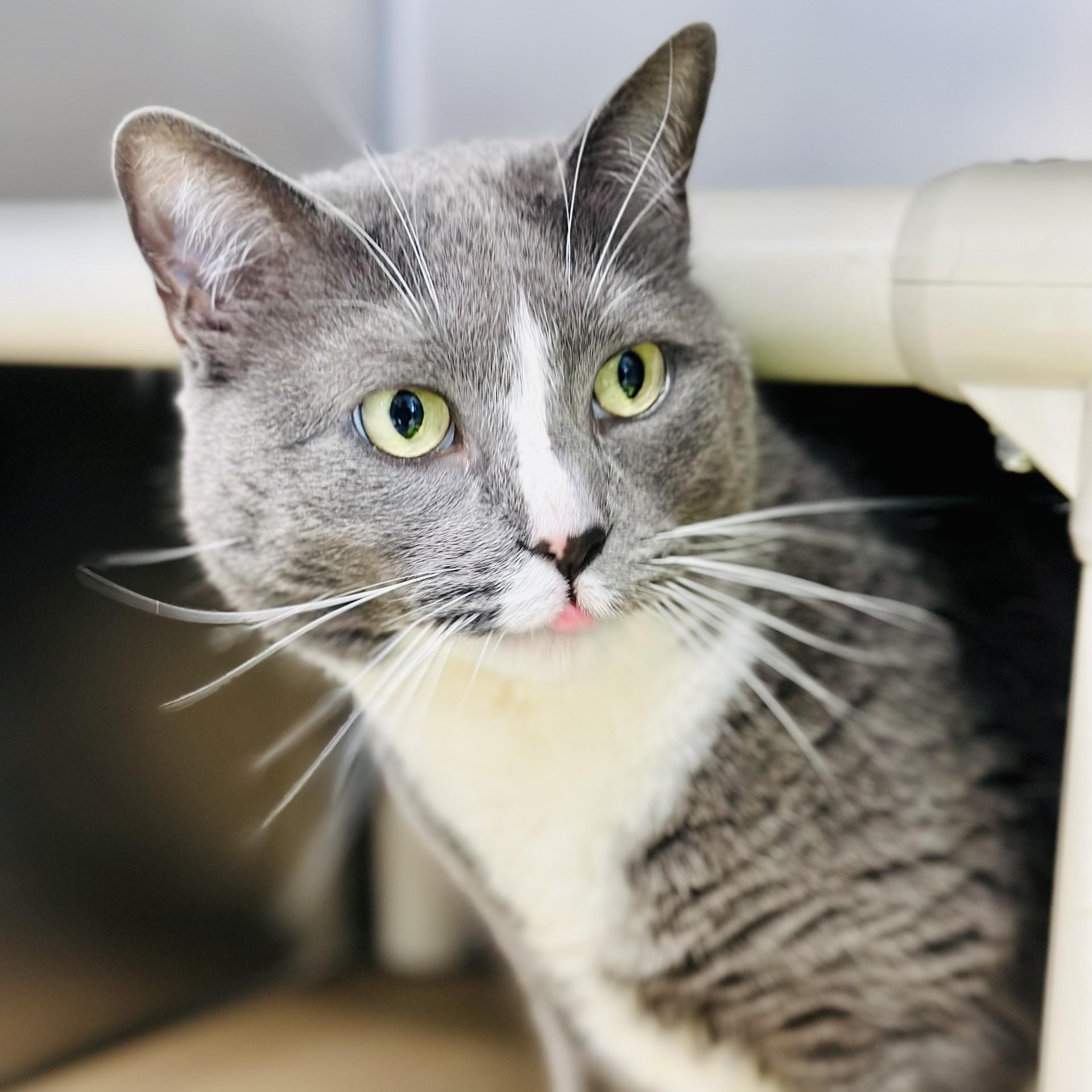 Enlarge Kitana , a ADOPTABLE Domestic Short Hair in Manahawkin, NJ image 2/2