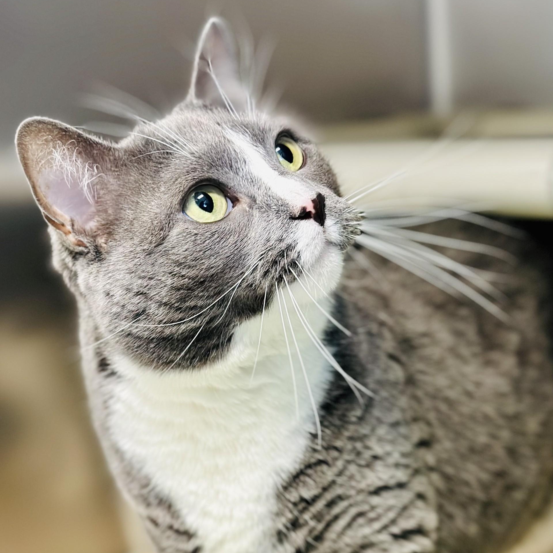 Enlarge Kitana , a ADOPTABLE Domestic Short Hair in Manahawkin, NJ image 1/2