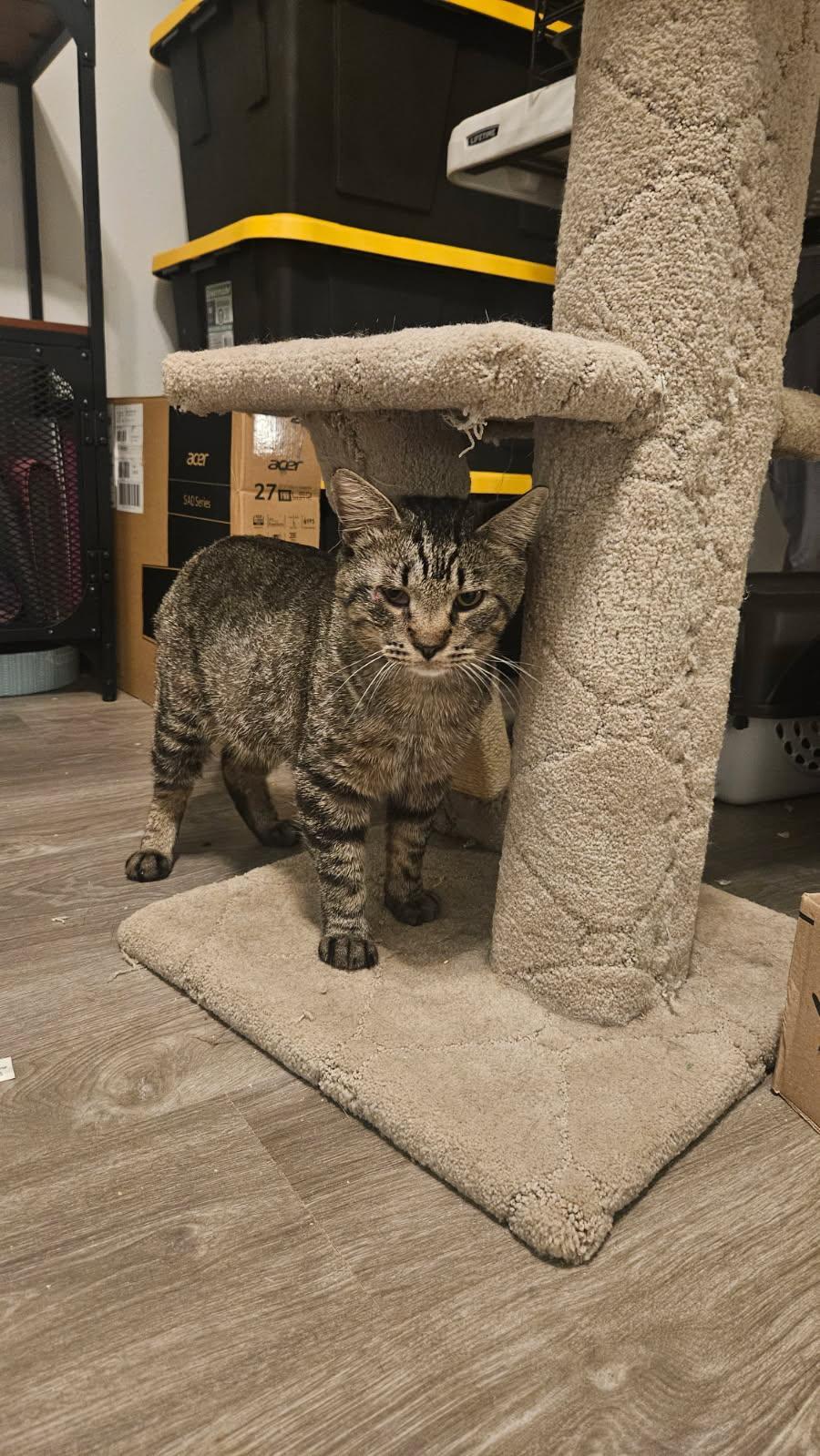 Teddy Bear, a ADOPTABLE Domestic Short Hair in Fort Worth, TX image 2/4