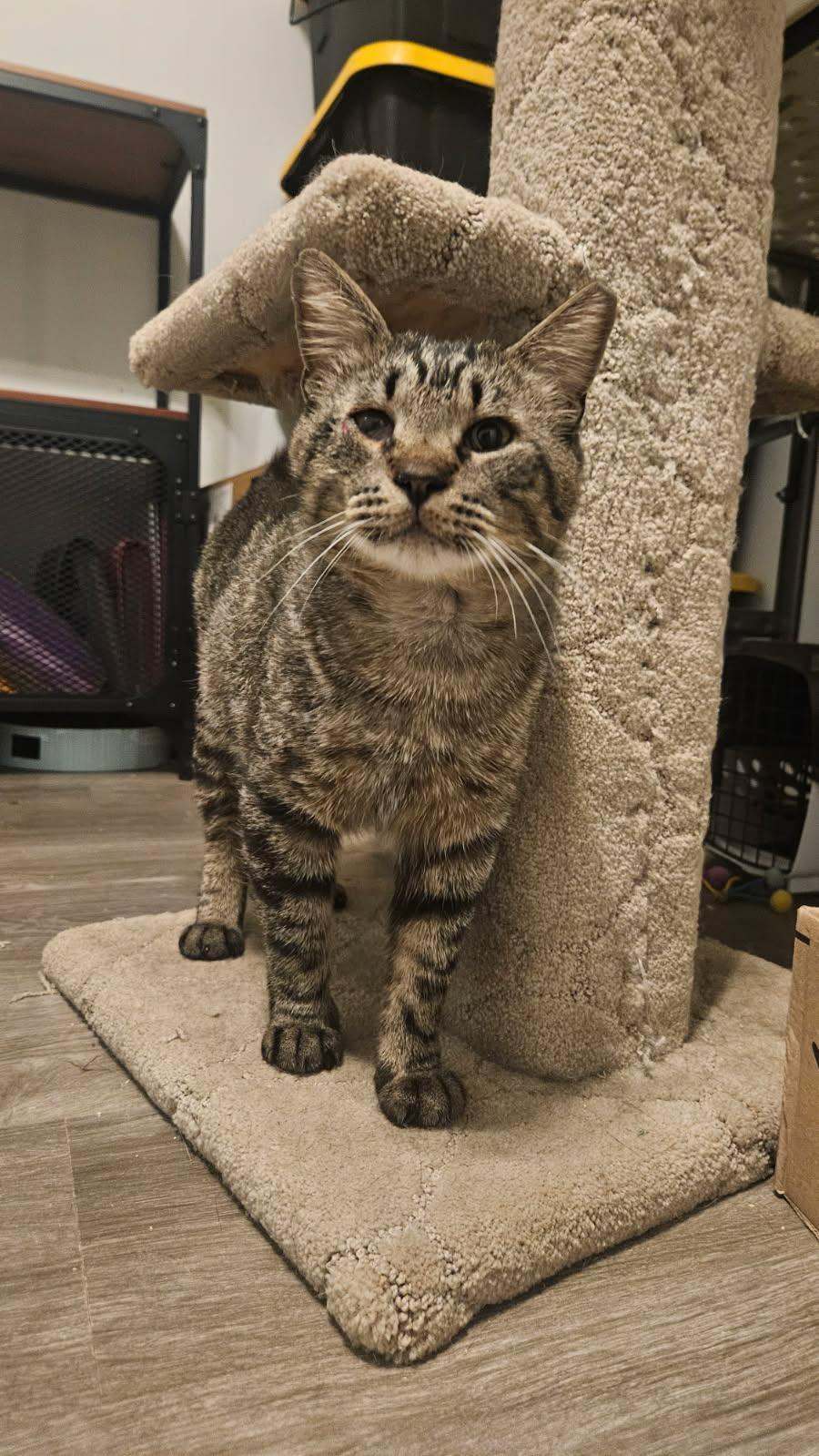 Teddy Bear, ADOPTABLE, Adult Male Domestic Short Hair.