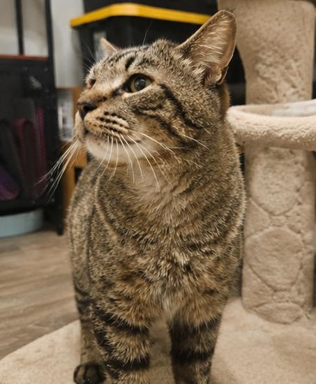 Teddy Bear, a ADOPTABLE Domestic Short Hair in Fort Worth, TX image 3/4