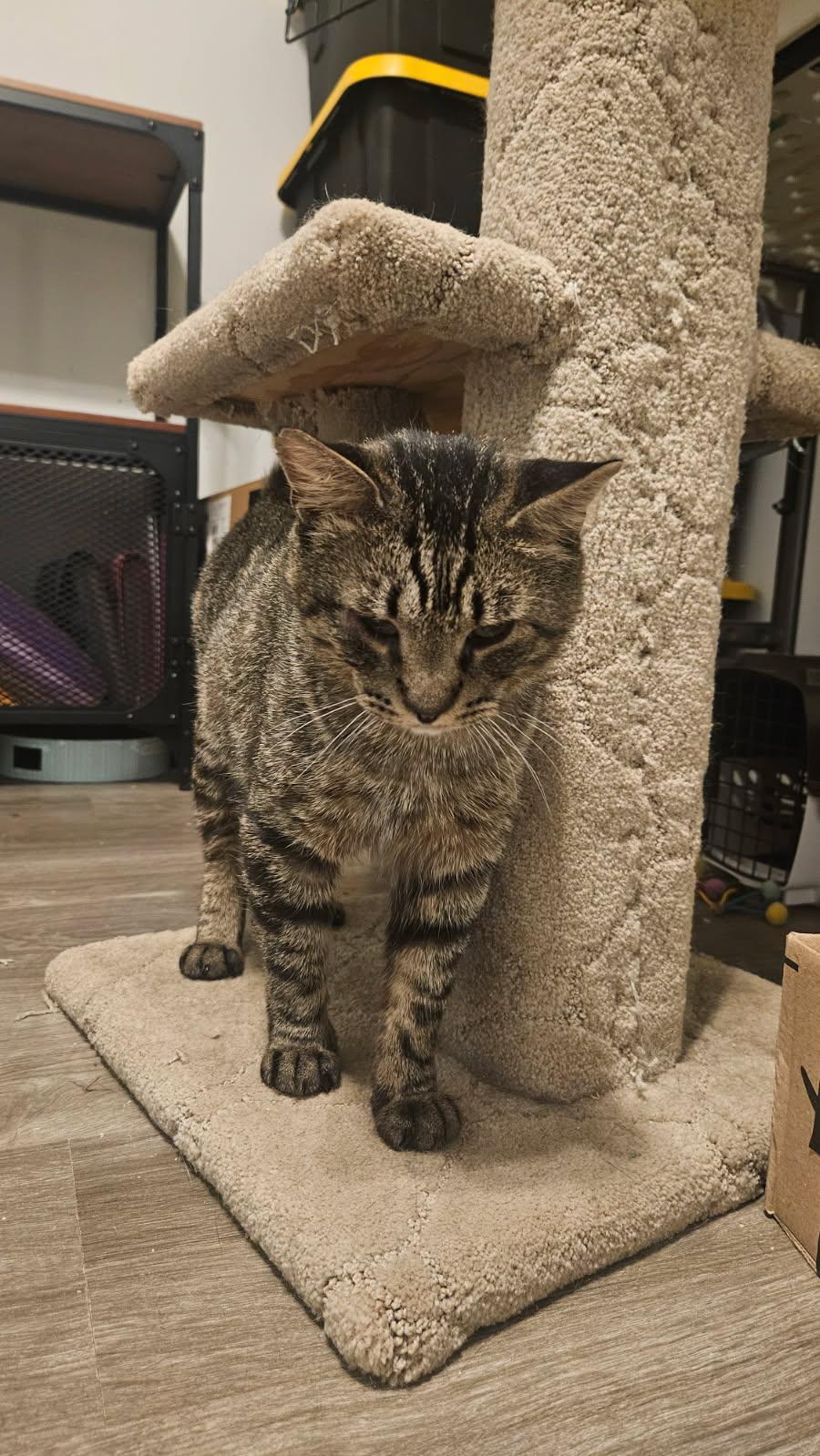 Teddy Bear, a ADOPTABLE Domestic Short Hair in Fort Worth, TX image 4/4