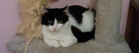 Cooper, Young Male Domestic Medium Hair
