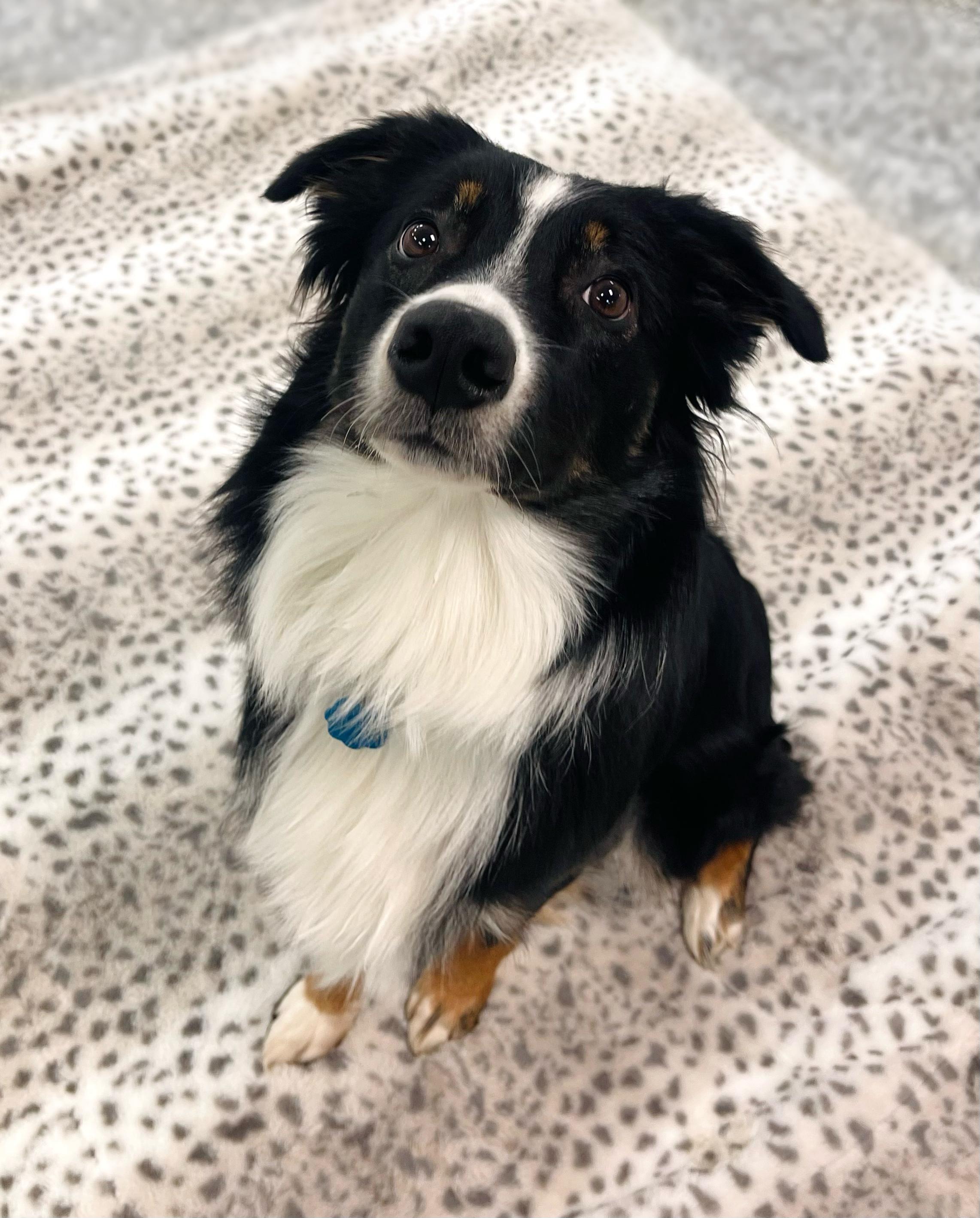 Apollo in NH! Come Meet our Adoptable Dogs Wednesday-Saturday. More info in Bio!