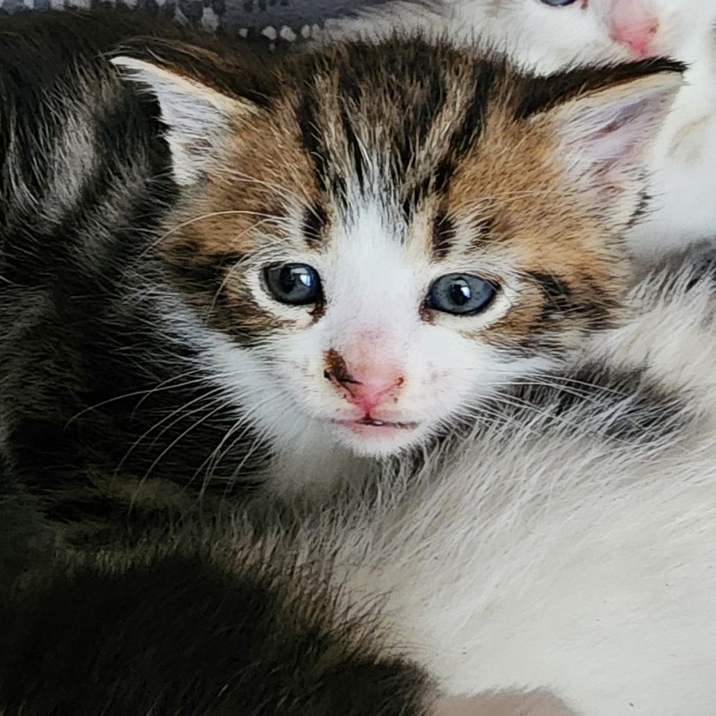 Hatch, Adoptable, Kitten Male Domestic Short Hair.