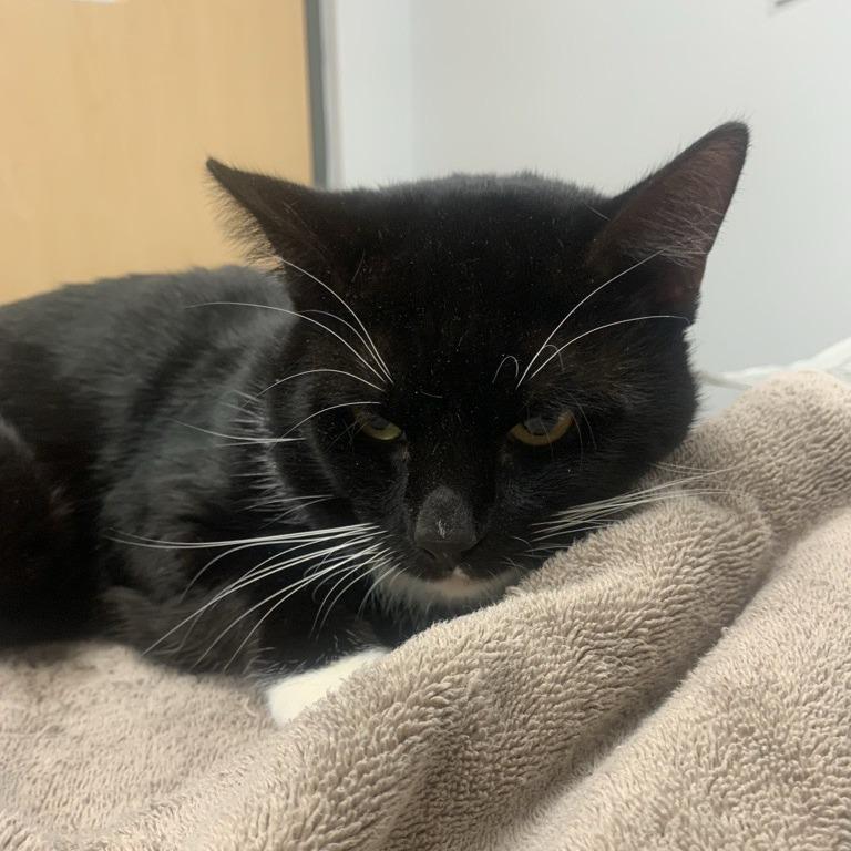 Zach, Adoptable, Adult Male Domestic Short Hair.