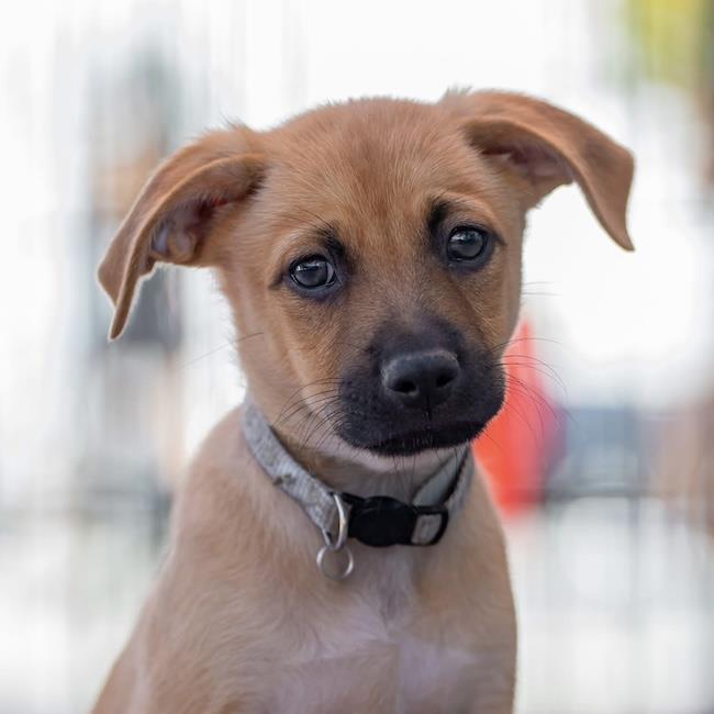 Lego Pup - Safari Trek, Adoptable, Puppy Male Chihuahua & Terrier.