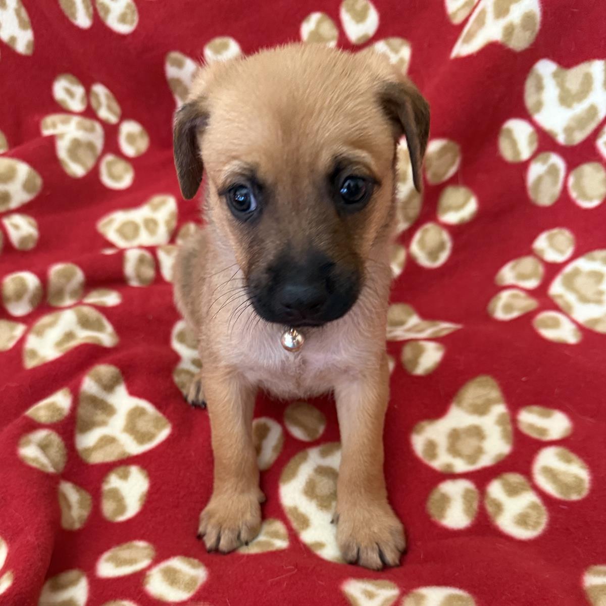Enlarge Lego Pup - Safari Trek, a Adoptable mixed breed in San Diego, CA image 3/3