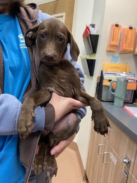 Enlarge Ghirardelli, a Adoptable mixed breed in Kennewick, WA image 1/5