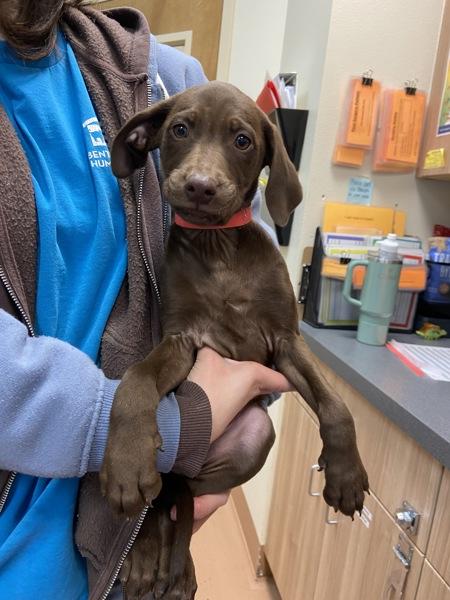 Enlarge Ghirardelli, a Adoptable mixed breed in Kennewick, WA image 2/5