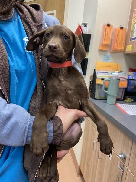 Enlarge Ghirardelli, a Adoptable mixed breed in Kennewick, WA image 4/5