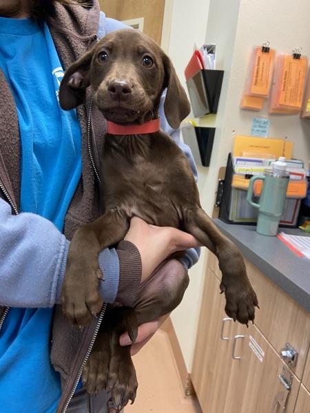 Enlarge Ghirardelli, a Adoptable mixed breed in Kennewick, WA image 5/5