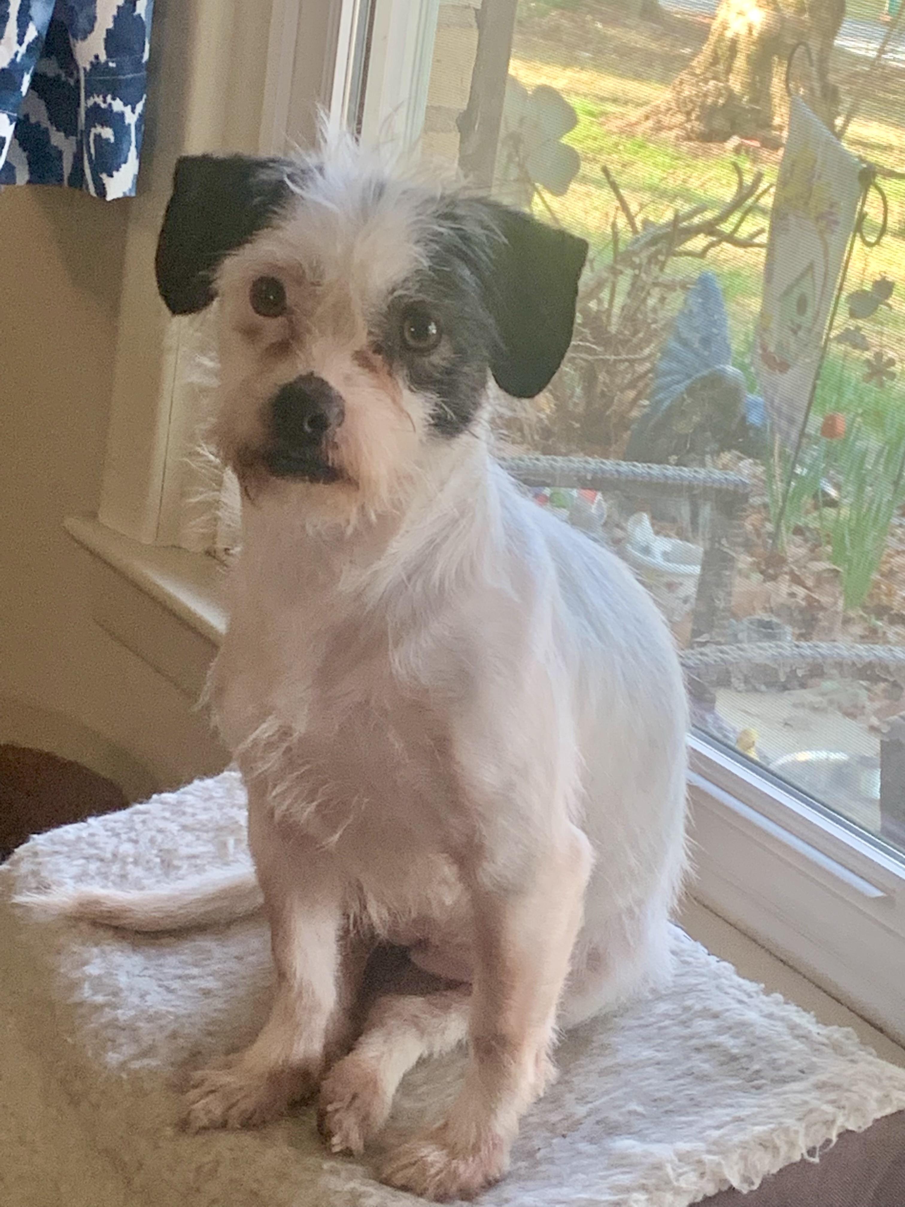 Jovie, ADOPTABLE, Adult Female Wirehaired Terrier & Chihuahua.