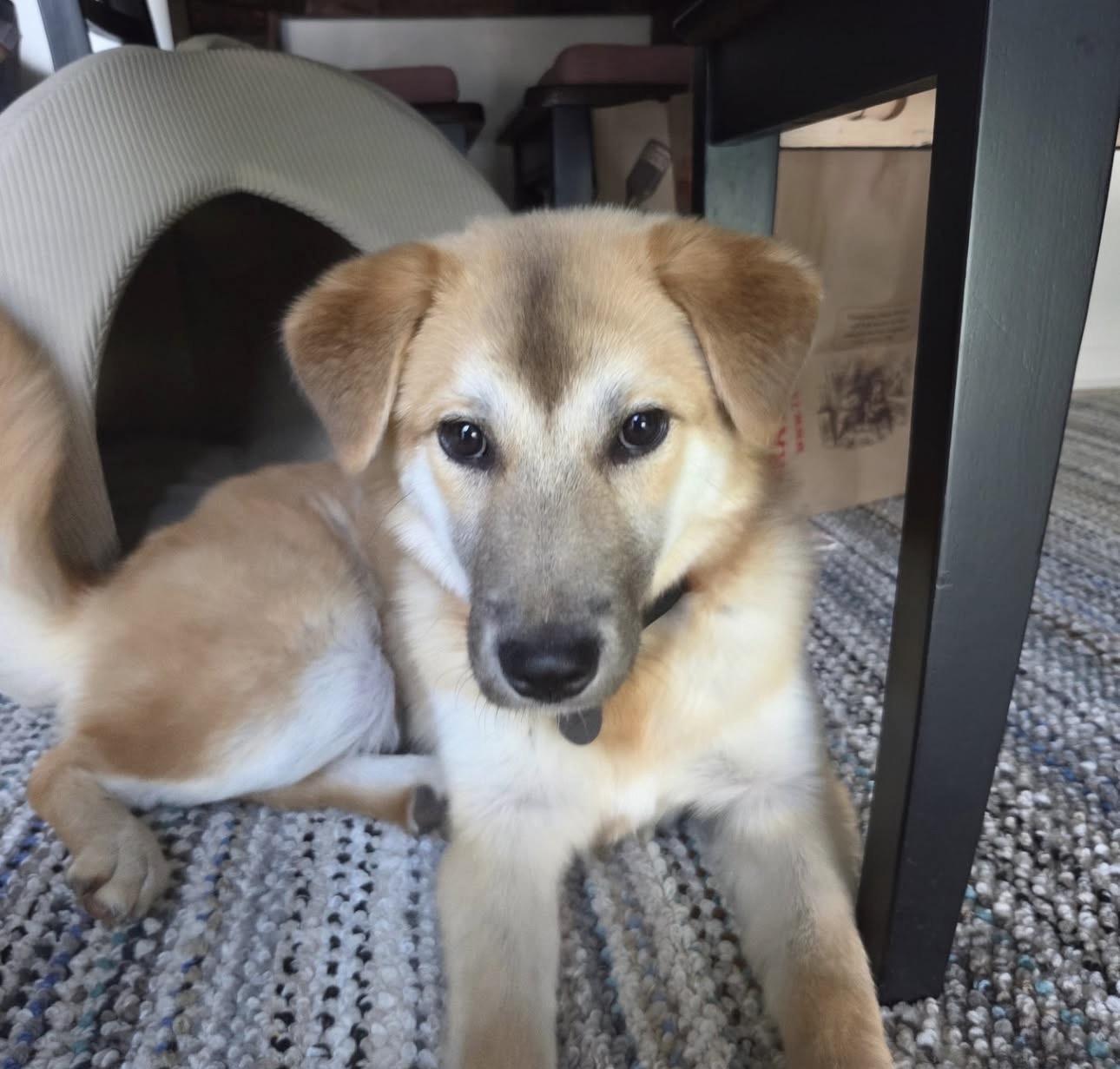 Enlarge Bailey, a Adopted mixed breed in Pittsburgh, PA image 4/4
