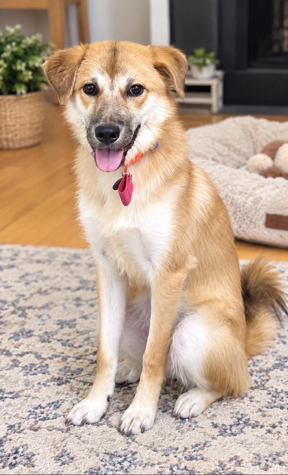 Enlarge Bailey, a Adopted mixed breed in Pittsburgh, PA image 1/4