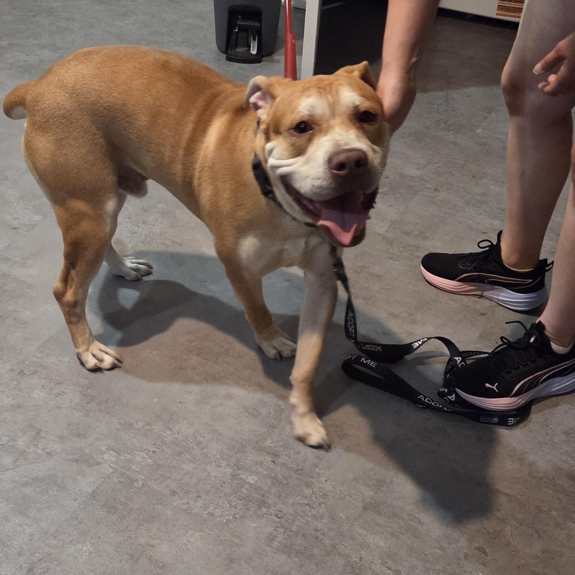 Enlarge Papa, a ADOPTABLE mixed breed in Muncie, IN image 4/4