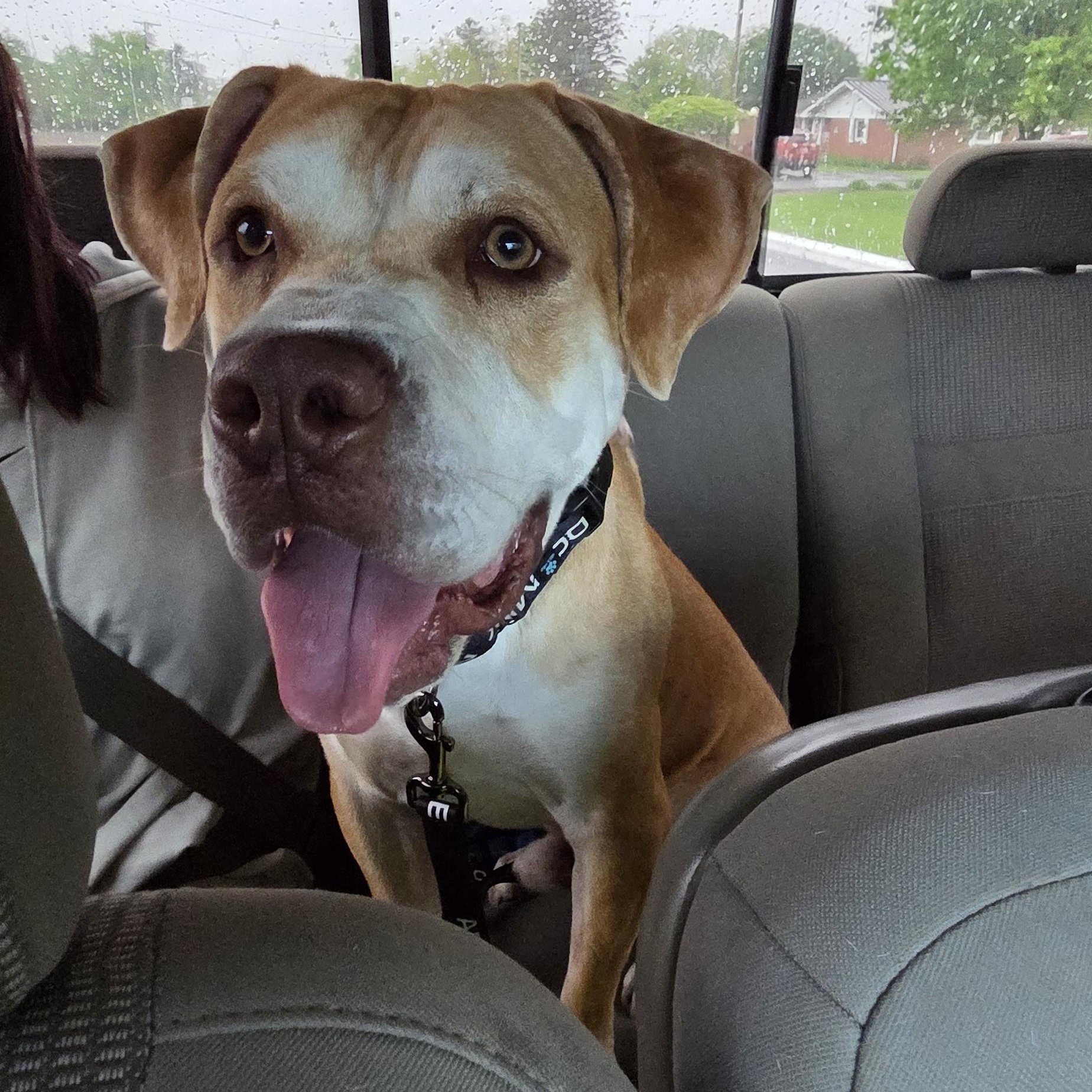 Enlarge Papa, a ADOPTABLE mixed breed in Muncie, IN image 2/4