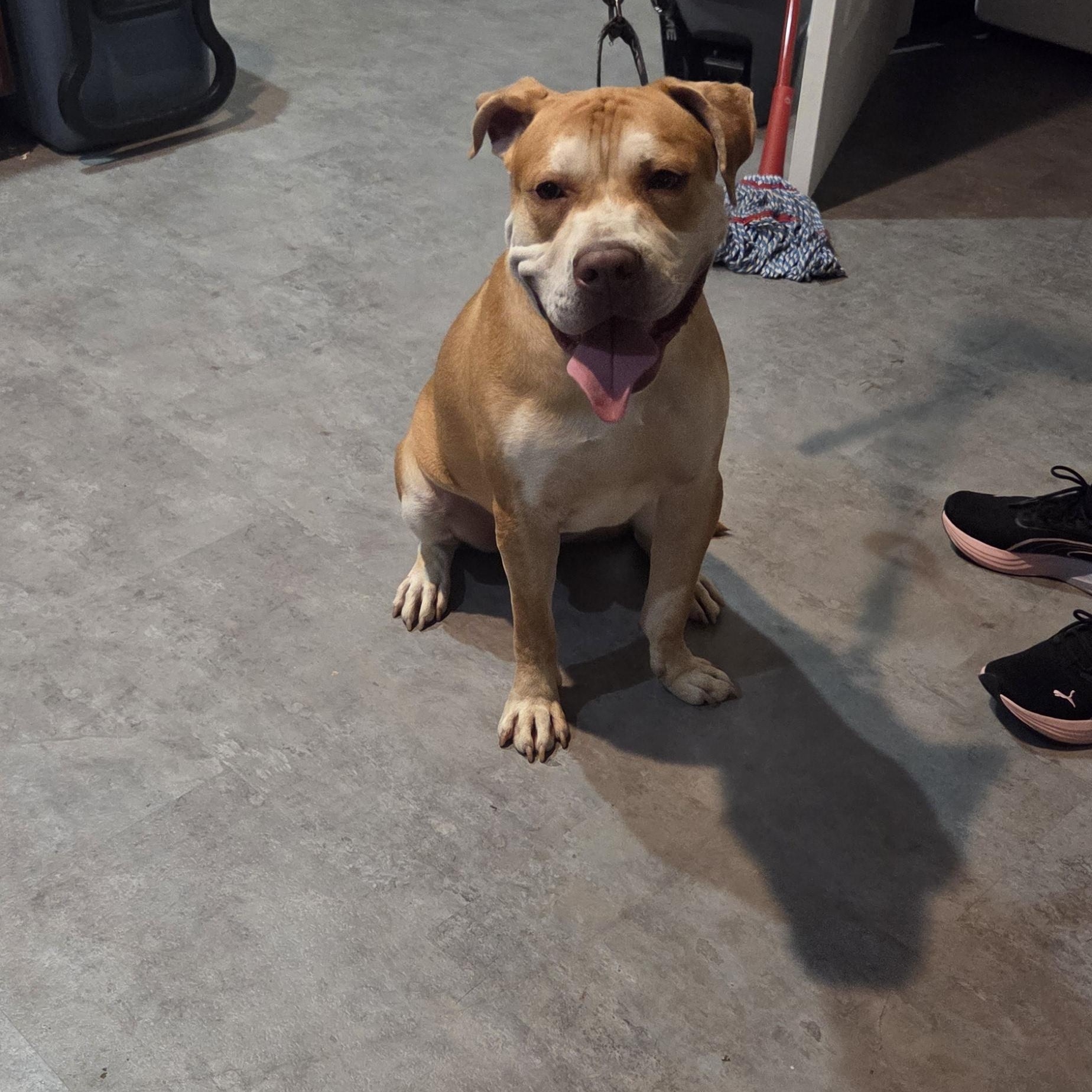 Enlarge Papa, a ADOPTABLE mixed breed in Muncie, IN image 3/4