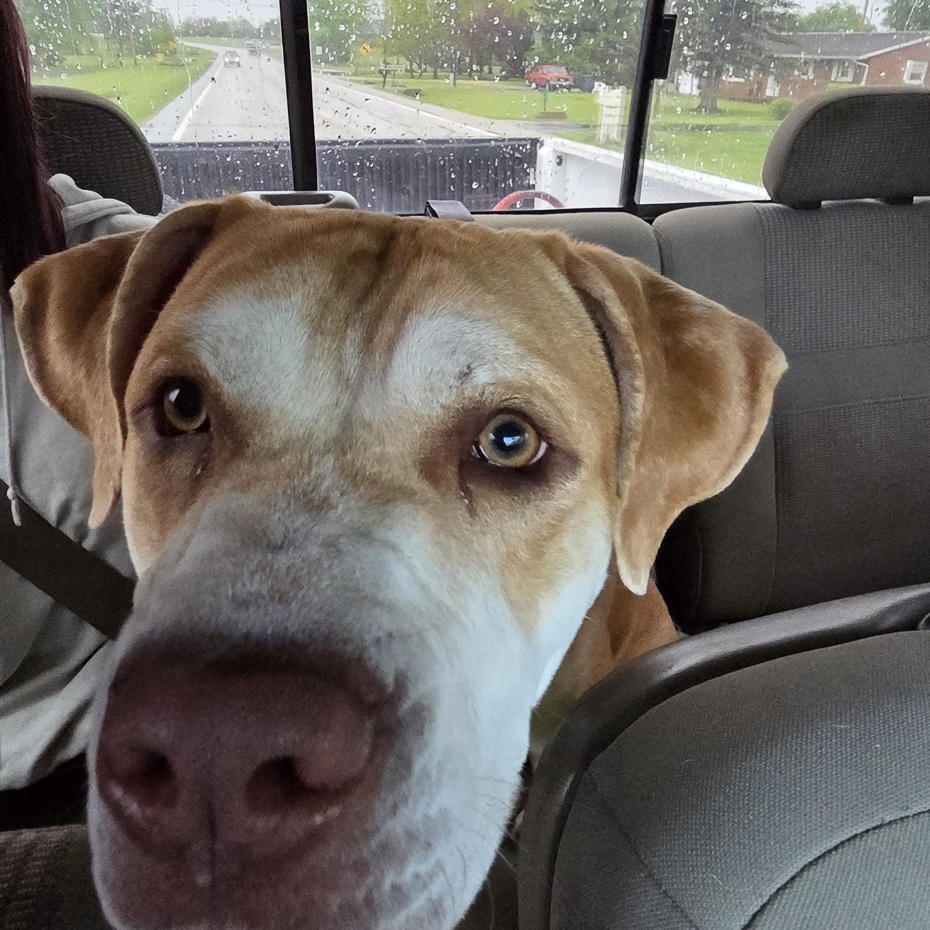 Papa, ADOPTABLE, Young Male Mastiff.