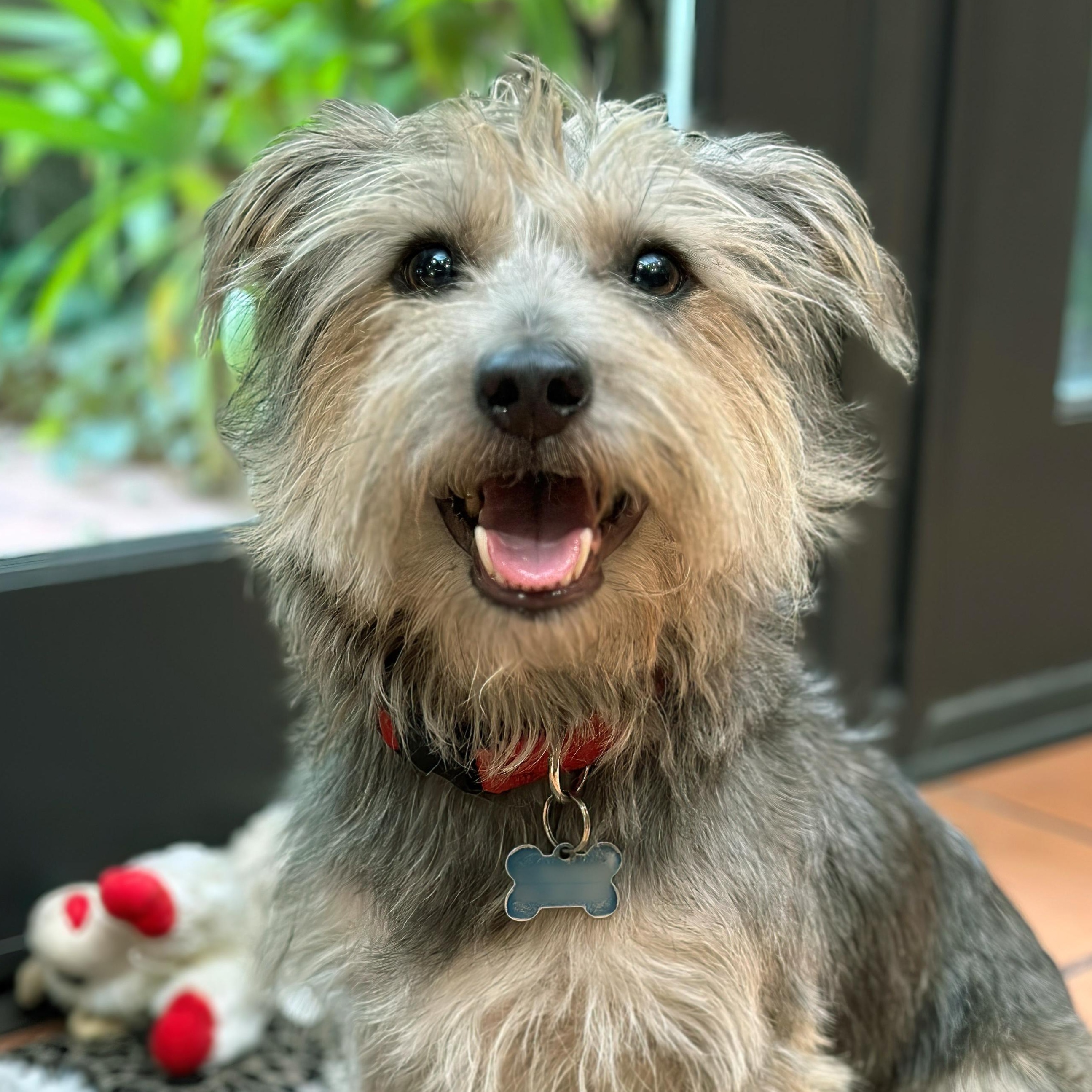 Romey (Contact Rachel)