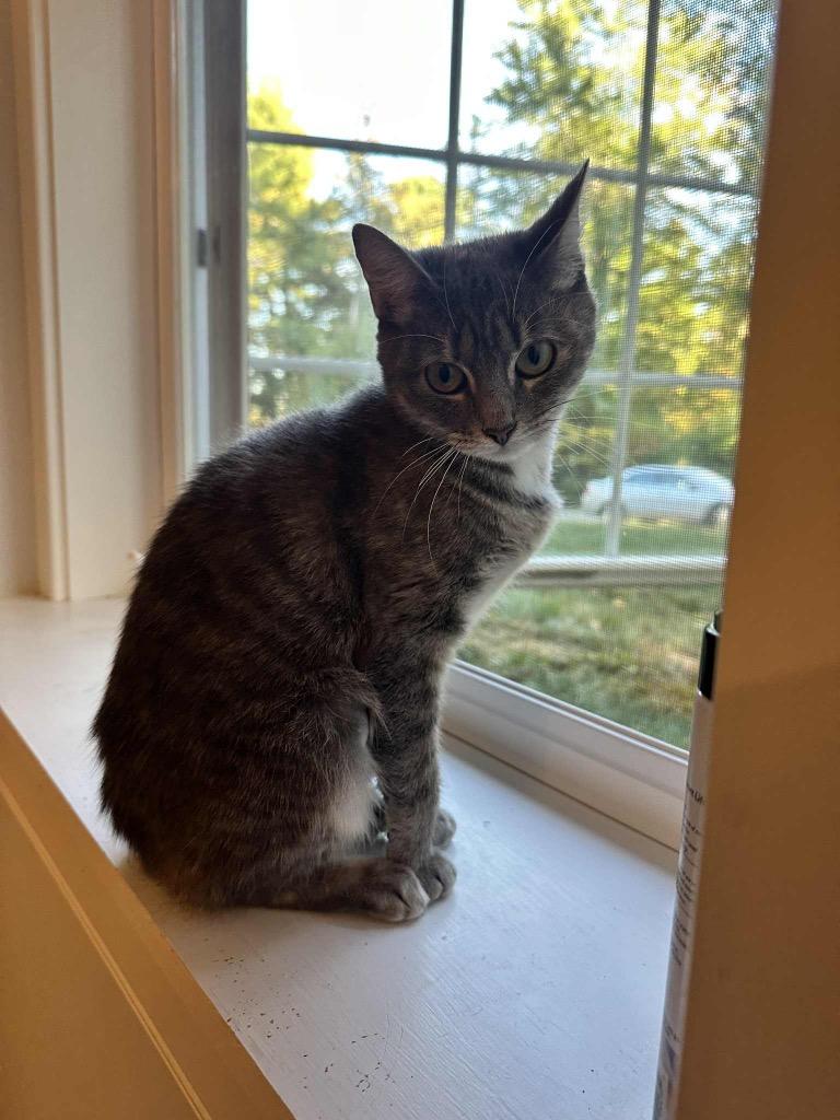 Willow Hunter, Adoptable, Young Female Domestic Short Hair.