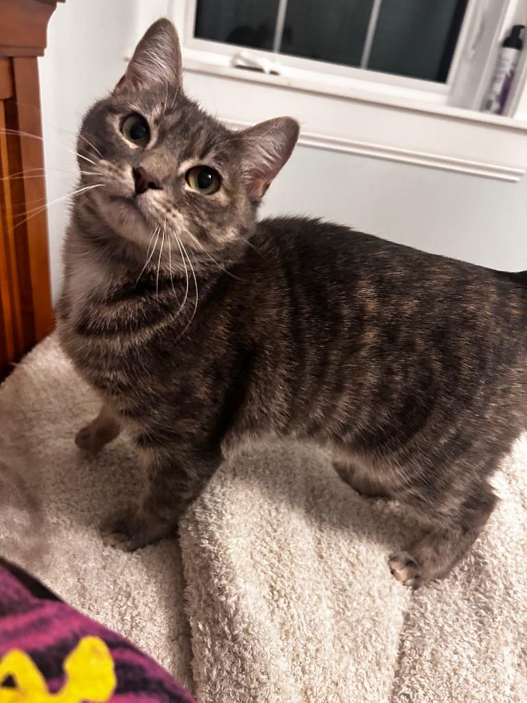 Willow Hunter, a Adoptable Domestic Short Hair in Gorham, ME image 3/5