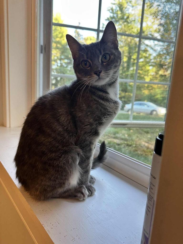 Willow Hunter, a Adoptable Domestic Short Hair in Gorham, ME image 4/5